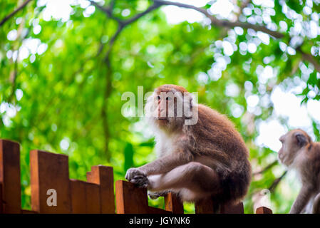 Vieux Singe assis sur une clôture en bois dans l'air frais Banque D'Images