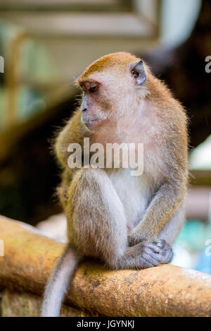 Monkey sitting on fence dans nature en park Banque D'Images