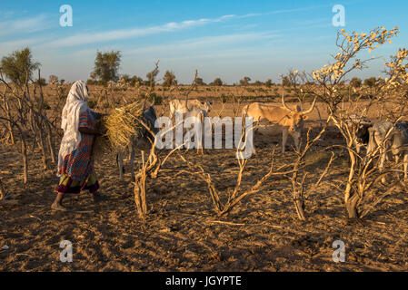 Femme peul et les bovins. Le Sénégal. Banque D'Images