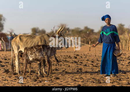 Le bétail Peul herder. Le Sénégal. Banque D'Images