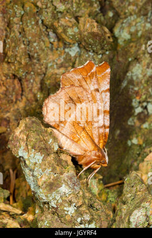 Début de Thorn (Selenia dentaria) papillon adulte reposant sur l'écorce d'un arbre. Powys, Pays de Galles. Avril. Banque D'Images