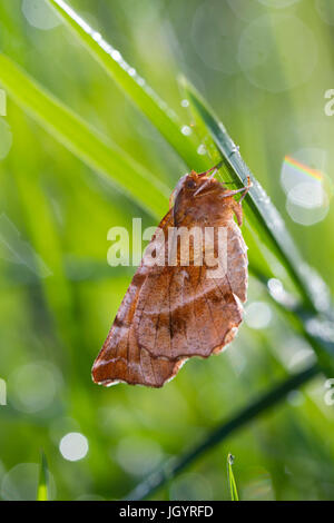 Début de Thorn (Selenia dentaria) spécimen adulte parmi les graminées au repos. Powys, Pays de Galles. Avril. Banque D'Images