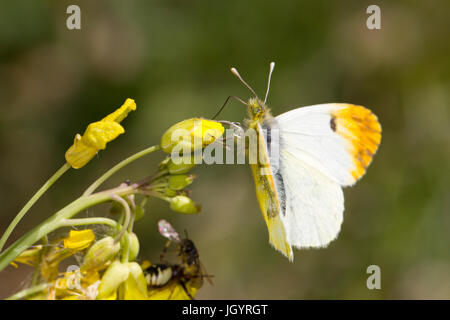 Provence Orange-tip (Anthocharis euphenoides) femelle adulte. Chaîne des Alpilles, Bouches-du-Rhône, France. Avril. Banque D'Images