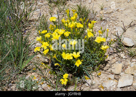 Linum campanulatum floraison en garrige ouvert de l'habitat. Chaîne des Alpilles, Bouches-du-Rhône, France. Avril. Banque D'Images