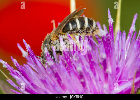Abeille , Halictus espèces, les femelles adultes se nourrissent d'un chardon-Marie (Silybum marianum) fleur. Chaîne des Alpilles, Bouches-du-Rhône, France. Avril. Banque D'Images
