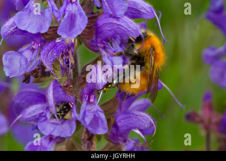 Moss Carber bourdon (Bombus muscorum) femelle adulte se nourrit de Meadow Clary (Salvia pratensis) fleurs. Chaîne des Alpilles, Bouches-du-Rhône, France Banque D'Images