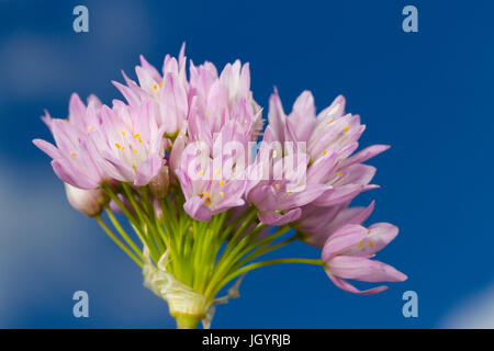 L'ail rose (Allium roseum) floraison. Chaîne des Alpilles, Bouches-du-Rhône, France. Mai. Banque D'Images