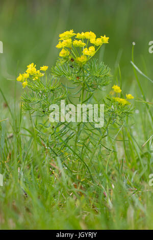 L'euphorbe cyprès (Euphorbia cyparissias) floraison. Sur le Causse de Gramat, Lot, France. Mai. Banque D'Images