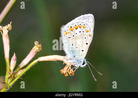 Aricia agestis Argus brun (papillon) mâle adulte se percher dans la soirée. Sur le Causse de Gramat, Lot, France. Mai. Banque D'Images