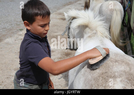 Un brossage garçon poney. La France. Banque D'Images