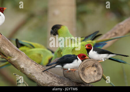 Les oiseaux, le Prince Noir, Cardinal-dommage-marécages, Pantanal, Mato Grosso do Sul, Brésil Banque D'Images