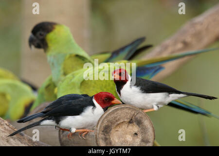 Les oiseaux, le Prince Noir, Cardinal-dommage-marécages, Pantanal, Mato Grosso do Sul, Brésil Banque D'Images