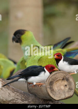 Les oiseaux, le Prince Noir, Cardinal-dommage-marécages, Pantanal, Mato Grosso do Sul, Brésil Banque D'Images