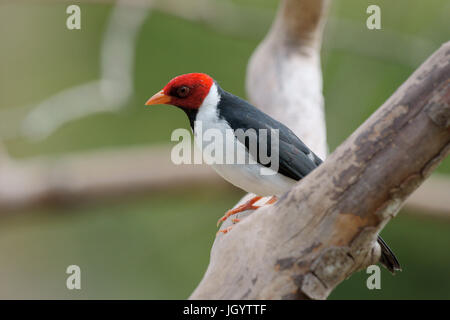 Les oiseaux, Cardinal-dommage-marécages, Pantanal, Mato Grosso do Sul, Brésil Banque D'Images