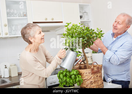 Couple de personnes âgées avec arbre fruitier il jardinage ensemble dans la cuisine Banque D'Images