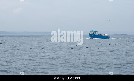 Un voile entre les oiseaux de mer dans les îles Farne, Northumberland, England Banque D'Images