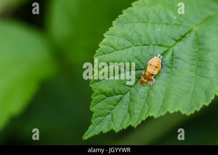 Coccinelle coccinelle larve pupe fixée à une feuille verte Banque D'Images