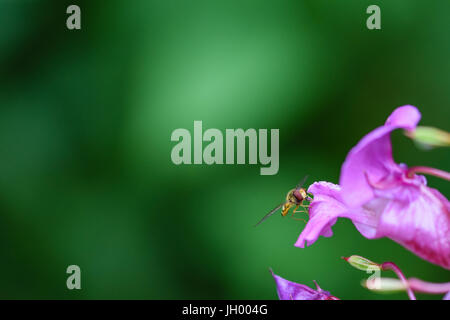 Hoverfly recueillir le nectar des Indiens sauvages Balsam (jumping jack) flower Banque D'Images