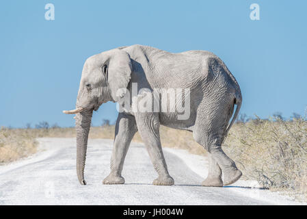 Un livre blanc, l'éléphant d'Afrique Loxodonta africana, marchant sur une route dans le Nord de la Namibie. Elle est couverte de poussière de calcrète blanc Banque D'Images