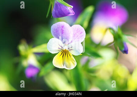 Pansy Violet flower, close-up de la Viola tricolor dans le jardin au printemps Banque D'Images