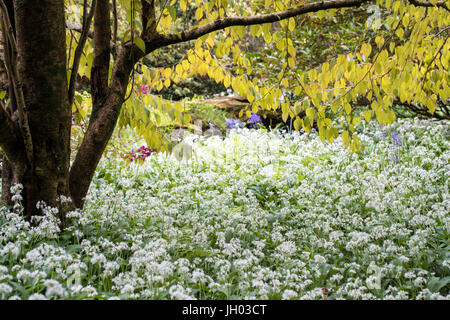 Jardin de printemps où l'ail sauvage s'épanouit dans l'ombre d'un grand arbre Banque D'Images