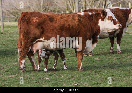 Mère vache brune était à l'extérieur dans un champ avec son veau de lait tétine sa Banque D'Images