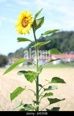 Un tournesol en face d'un champ de blé Banque D'Images