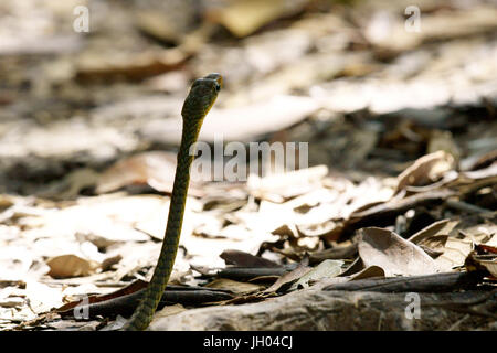 Serpent, Animal, Chapada Diamantina, Bahia, Brésil Banque D'Images