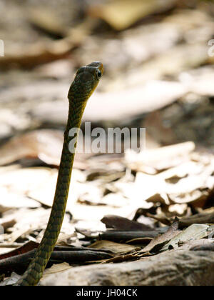 Serpent, Animal, Chapada Diamantina, Bahia, Brésil Banque D'Images