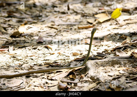 Serpent, Animal, Chapada Diamantina, Bahia, Brésil Banque D'Images