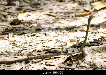 Serpent, Animal, Chapada Diamantina, Bahia, Brésil Banque D'Images