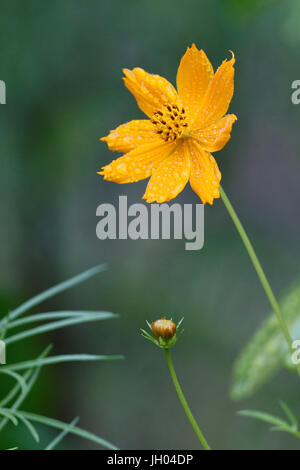 Fleur, fleur de cosmos, Vale do Paty, Chapada Diamantina, Bahia, Brésil Banque D'Images