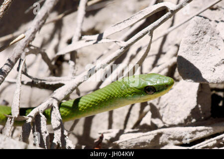 Serpent, Animal, Chapada Diamantina, Bahia, Brésil Banque D'Images