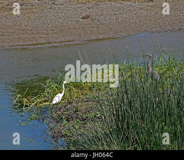 Et Grande Aigrette Héron Bleu,,, Alameda Creek Trail régional, Union City, CA USA Banque D'Images