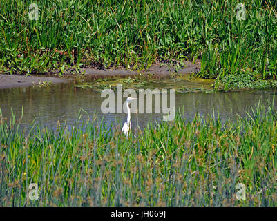 Egret, Alameda Creek , Union City, CA USA Banque D'Images