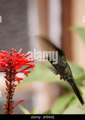 Hummingbird, Côte Nord, Camburi, São Paulo, Brésil Banque D'Images