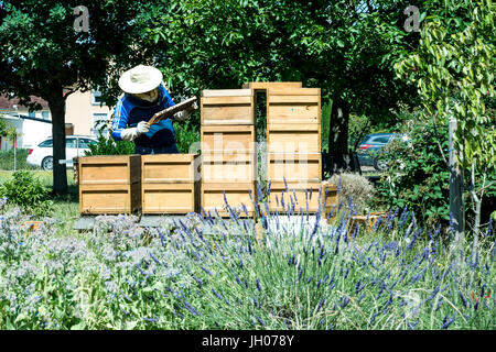 L'apiculteur travaillant dans une ruche ajoute des cadres, regarder les abeilles. Sur les abeilles à miel. Cadres d'une ruche. Concept rucher Banque D'Images