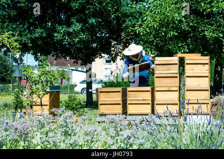 L'apiculteur travaillant dans une ruche ajoute des cadres, regarder les abeilles. Sur les abeilles à miel. Cadres d'une ruche. Concept rucher Banque D'Images