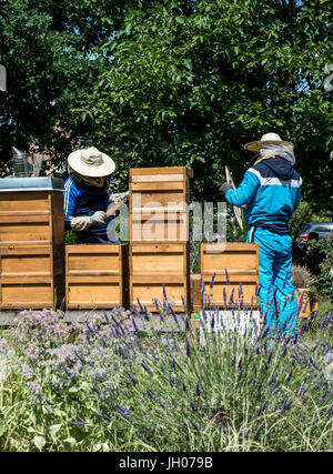 L'apiculteur travaillant dans une ruche ajoute des cadres, regarder les abeilles. Sur les abeilles à miel. Cadres d'une ruche. Concept rucher Banque D'Images