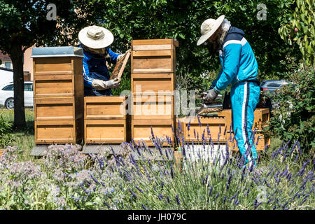 L'apiculteur travaillant dans une ruche ajoute des cadres, regarder les abeilles. Sur les abeilles à miel. Cadres d'une ruche. Concept rucher Banque D'Images