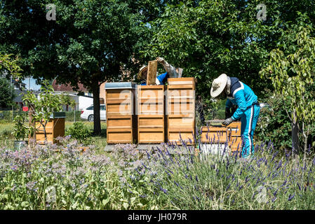 L'apiculteur travaillant dans une ruche ajoute des cadres, regarder les abeilles. Sur les abeilles à miel. Cadres d'une ruche. Concept rucher Banque D'Images