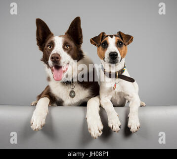 Border Collie et Jack Russell Terrier, Royaume-Uni. Banque D'Images