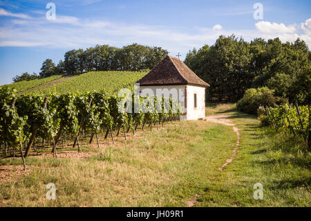 Un chemin menant à une petite chapelle dans le cadre d'un vignoble vallonné en fin d'après-midi. Banque D'Images