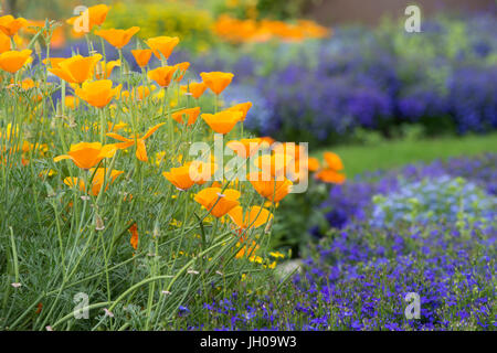 Eschscholzia californica. Fleurs de pavot de Californie dans un jardin frontière. UK Banque D'Images
