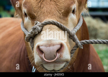 Vache montbéliarde au country show Hanbury, Worcestershire. UK Banque D'Images