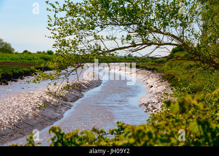 Les dépôts de limon dans le fleuve Gwendraeth. (Cydweli Kidwelly), Carmarthenshire. Le Pays de Galles. Banque D'Images