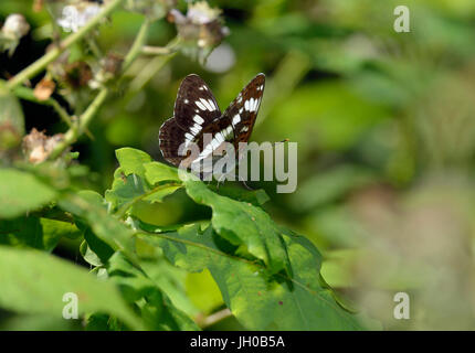 L'amiral blanc - Limenitis camilla sur feuilles de chêne Banque D'Images