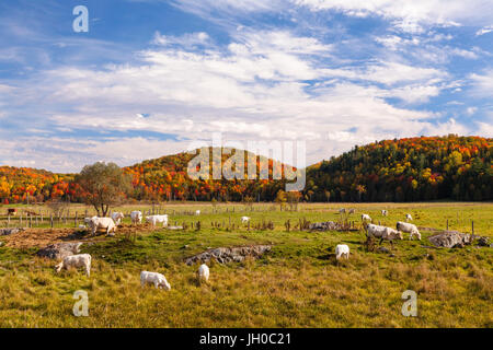 Un troupeau de bovins charolais (Bos taurus taurus) paître dans un champ au cours de l'automne dans l'Ange-Gardien, Ouaouais, Québec, Canada. Banque D'Images