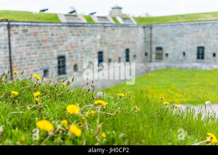 La ville de Québec, Canada - 29 mai 2017 : Gros plan macro de fleurs de pissenlit jaune dans la Citadelle Banque D'Images