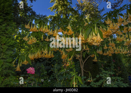 Angel's Trumpet fleurs, Rombauer Vignobles, Silverado Trail, Saint Helena, Napa Valley, Comté de Napa, Californie, Etats-Unis, Amérique du Nord Banque D'Images